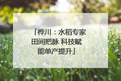 桦川：水稻专家田间把脉 科技赋能单产提升